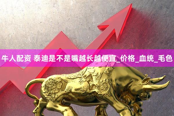 牛人配资 泰迪是不是嘴越长越便宜_价格_血统_毛色